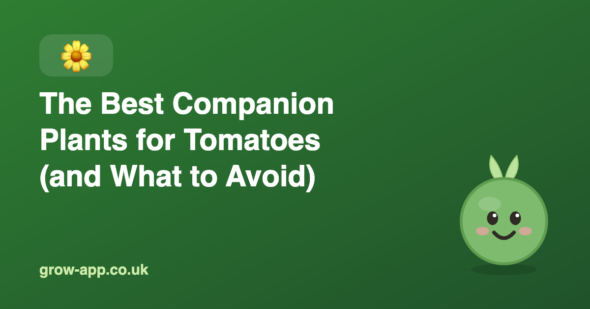 The Best Companion Plants for Tomatoes (and What to Avoid)