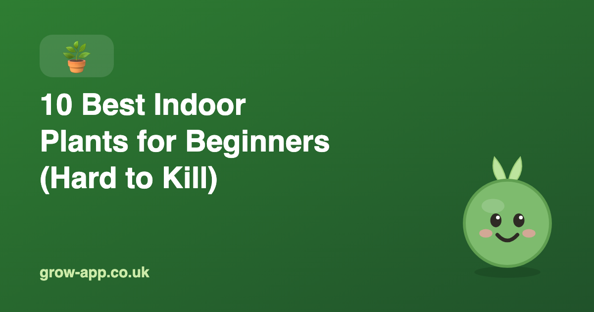 10 Best Indoor Plants for Beginners (Hard to Kill)