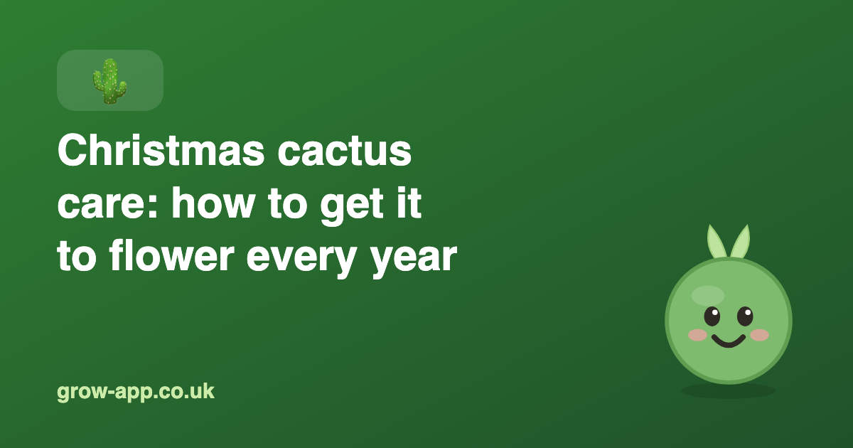Christmas Cactus Care: How to Get It to Flower Every Year