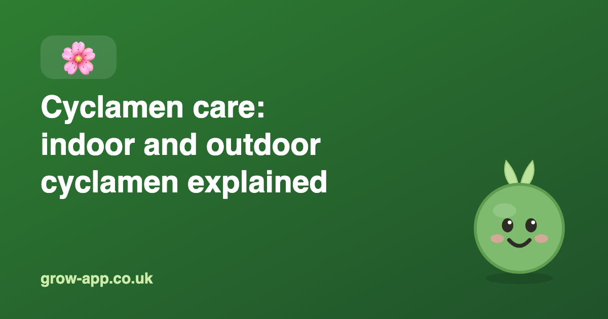 Cyclamen Care: Indoor and Outdoor Cyclamen Explained