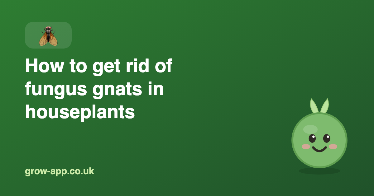 How to Get Rid of Fungus Gnats in Houseplants