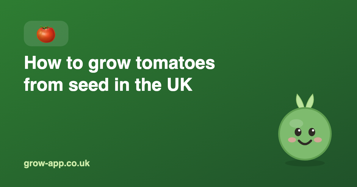 How to grow tomatoes from seed in the UK