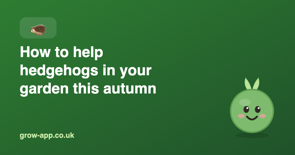 How to Help Hedgehogs in Your Garden This Autumn