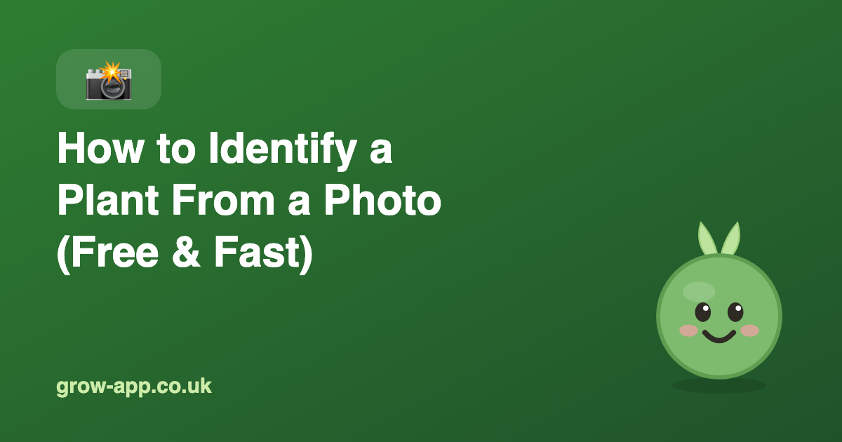 How to Identify a Plant From a Photo (Free & Fast)