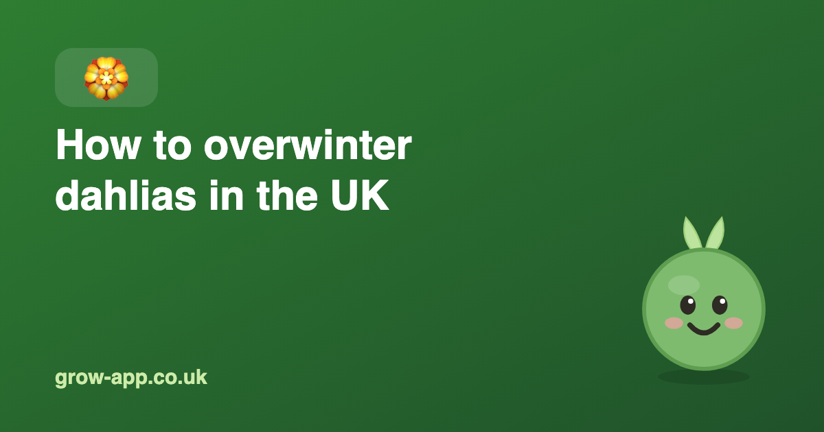 How to Overwinter Dahlias in the UK: Lift or Leave?