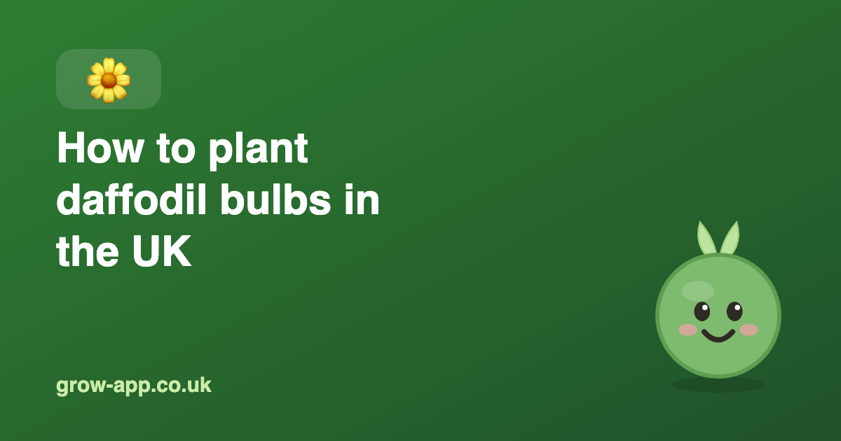 How to Plant Daffodil Bulbs in the UK (When, How Deep & Spacing)