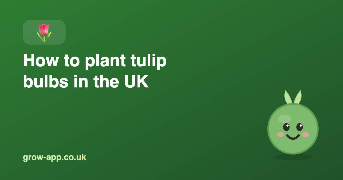 How to Plant Tulip Bulbs in the UK (When, How Deep & in Pots)