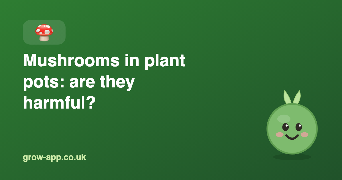Mushrooms in Plant Pots: Are They Harmful?