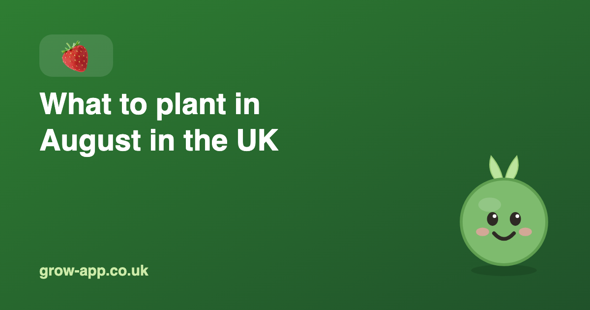 What to plant in August in the UK