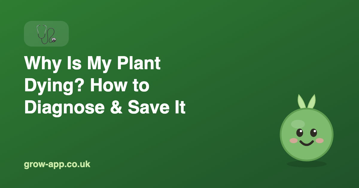 Why Is My Plant Dying? How to Diagnose & Save It